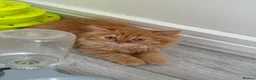 British Longhair cats for sale: Available now 😻 British Longhair kittens - TICA  - Advert 20