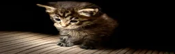 Maine Coon cats for sale: Pedigree Maine coons - Advert 5