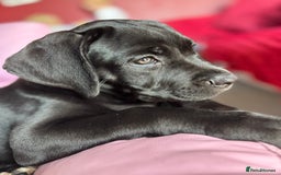 Cane Corso dogs for sale: Cane Corso puppy called “Baby” - Image 3
