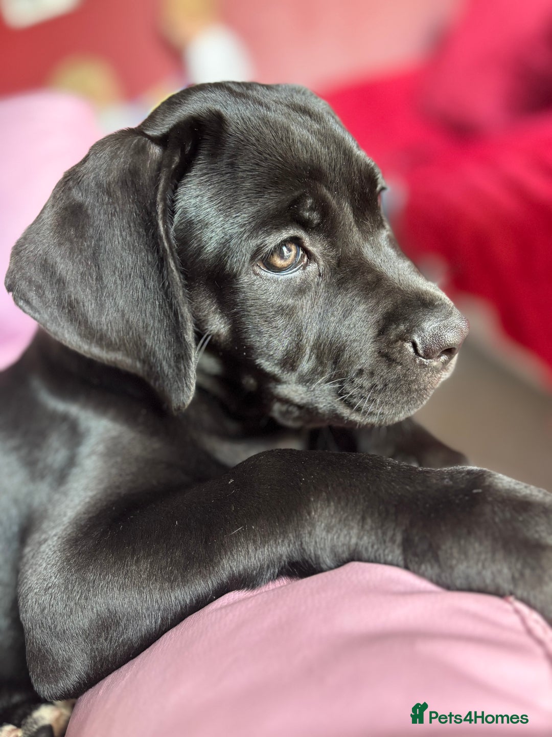 Cane Corso dogs for sale: Cane Corso puppy called “Baby” - Image 3