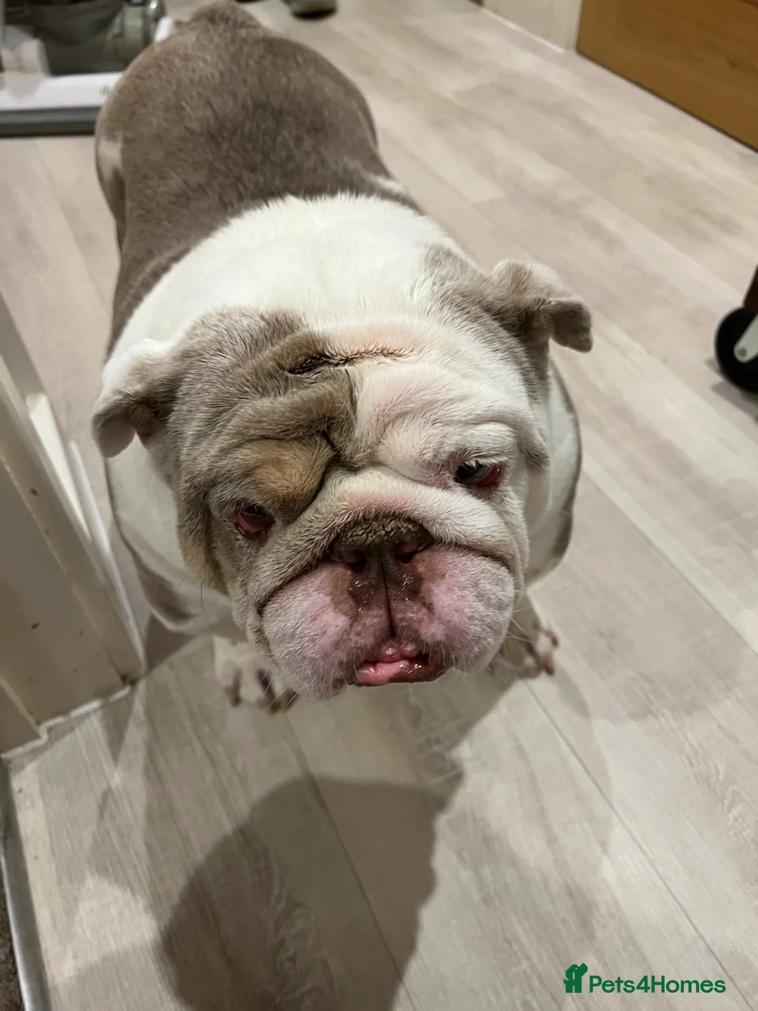 English Bulldog dogs for sale: Bruno - Advert 6