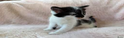 Mixed Breed cats for sale: Beautiful Kittens For Sale  - Advert 9