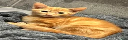 Mixed Breed cats for sale: Ginger kittens - Advert 4