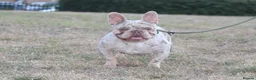 French Bulldog dogs for stud: Isabella Merle french bulldog stud - Advert 3