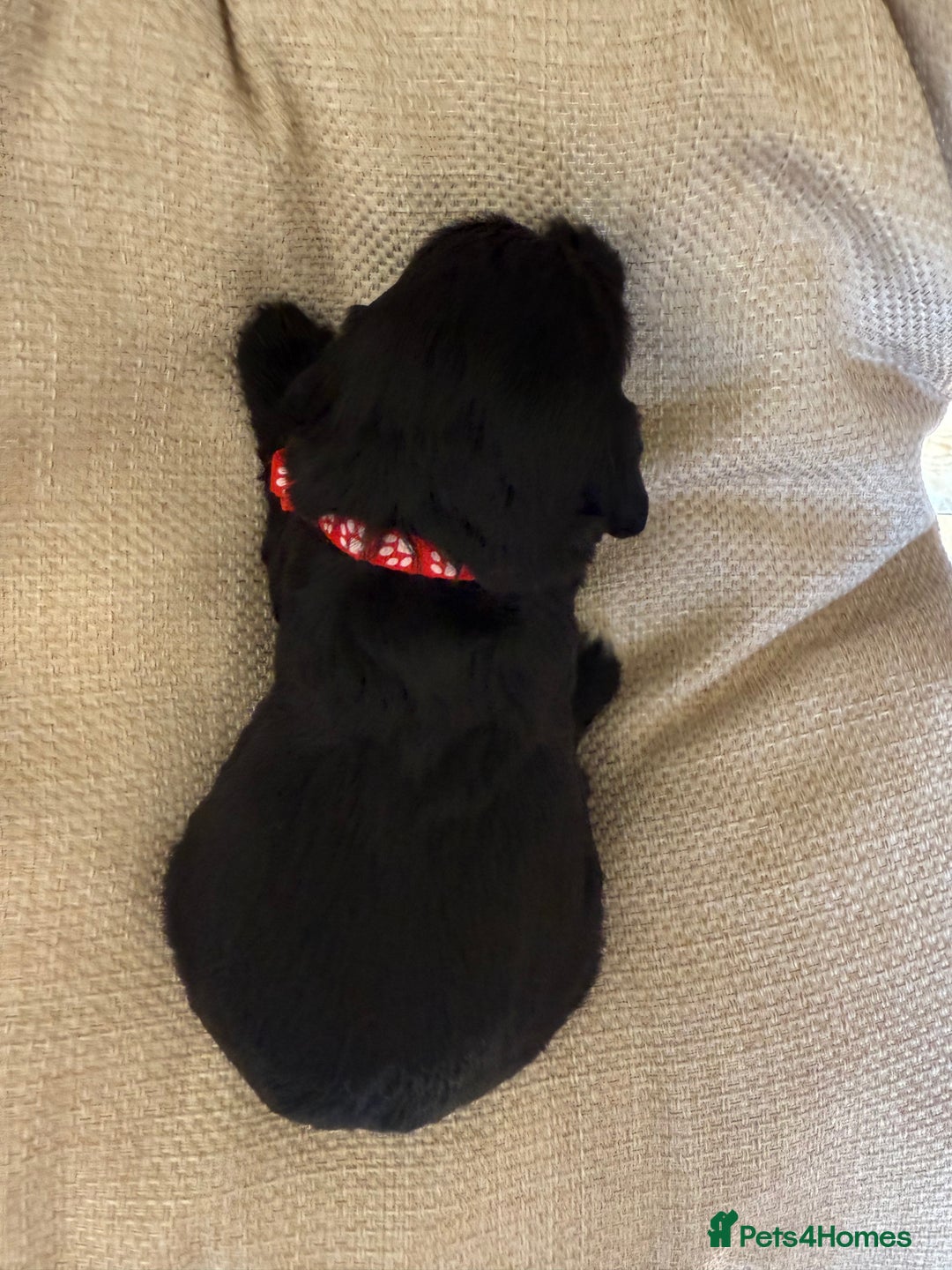 Cocker Spaniel dogs for sale: Working Cocker Spaniel Puppies  - Image 10