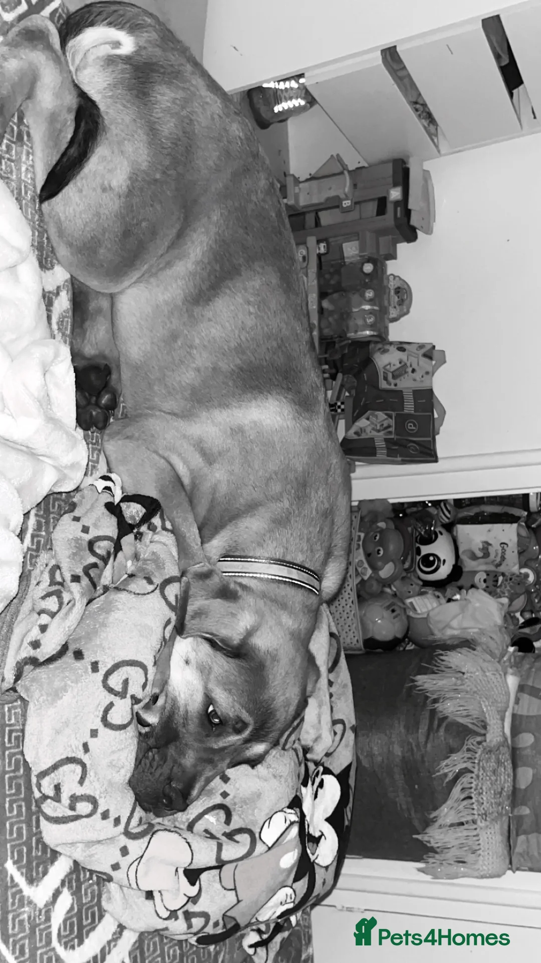 Cane Corso dogs for sale: cane corso pup  - Advert 2