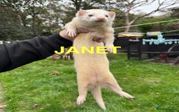 Ferret rodents for sale: FERRETS FOR SALE - Image 5