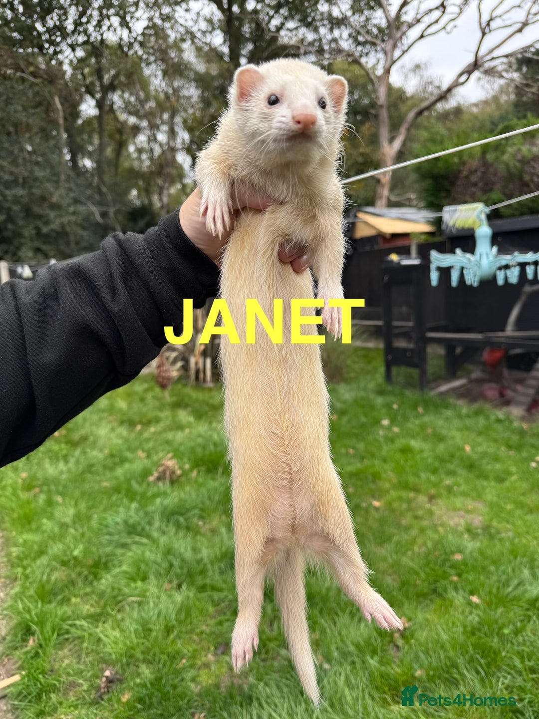 Ferret rodents for sale: FERRETS FOR SALE - Image 5