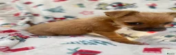 Mixed Breed dogs for sale: Jack Russell/ Yorkshire terrier puppy’s  in Pontypool - Advert 25