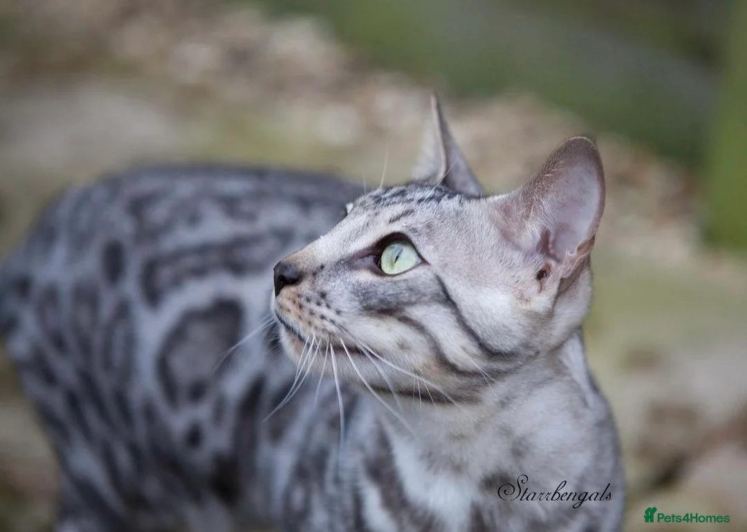 Bengal cats for sale: 🌟Pedigree bengal kittens🌟 - Advert 15