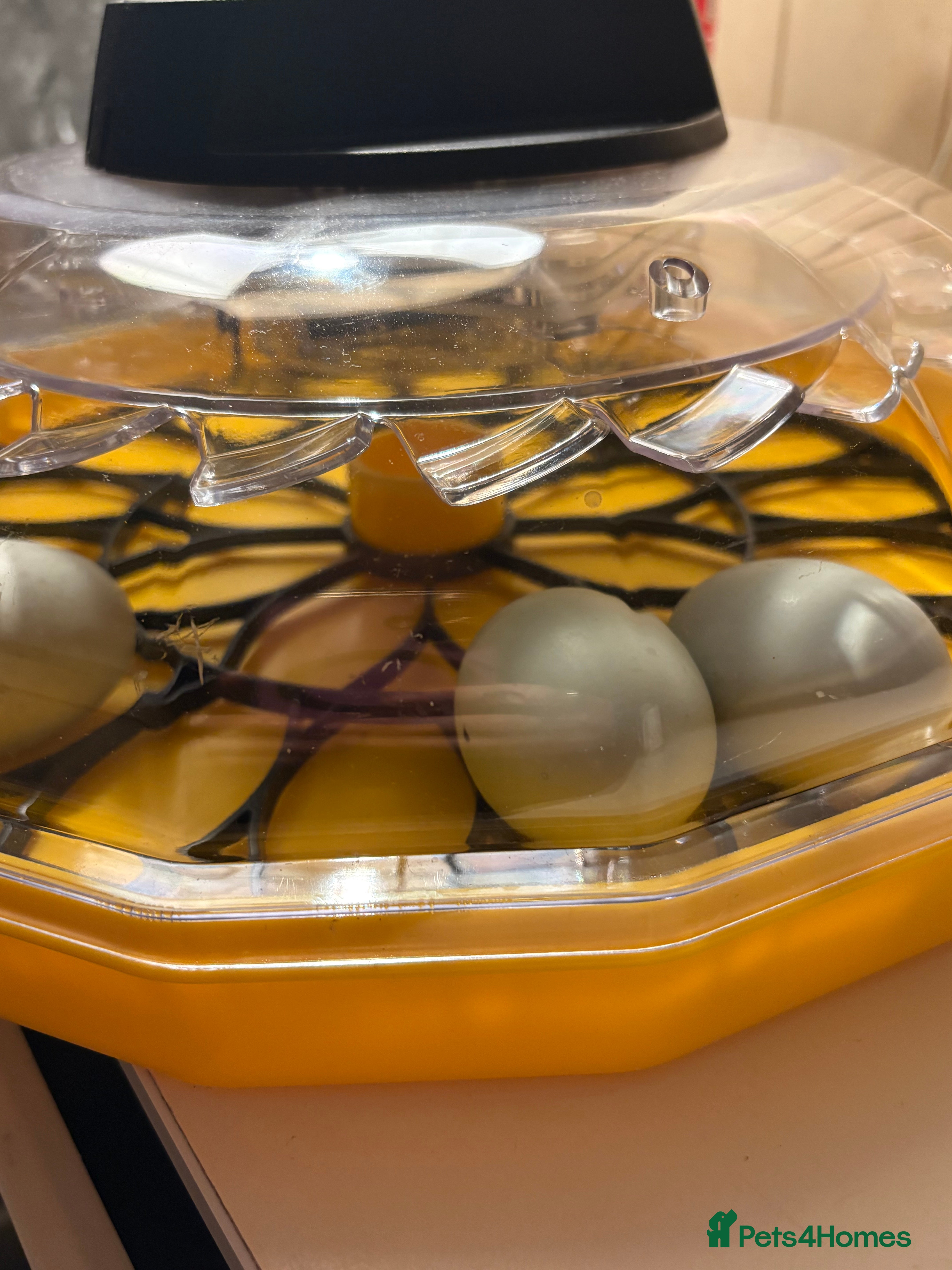 Ducks poultry Indian runners due to hatch 28/01 - Advert 10