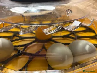 Ducks poultry Indian runners due to hatch 28/01 - Advert 4