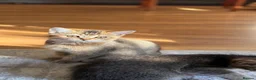 Scottish Fold cats for sale: Scottish Straight kittens available 🐾❤️ - Advert 2