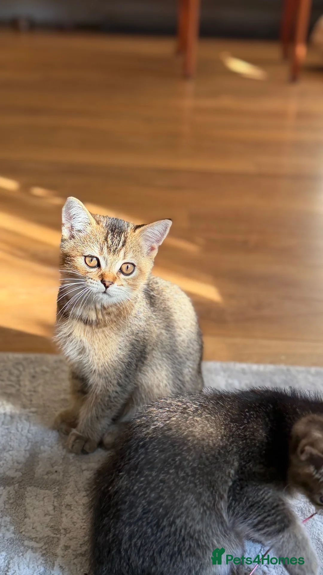 Scottish Fold cats for sale: Scottish Straight kittens available 🐾❤️ - Advert 2