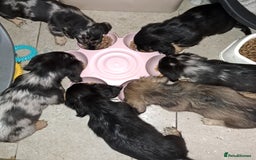Miniature Dachshund dogs for sale: Just a boy longer coated, healthy Mini Dachshund - Image 7
