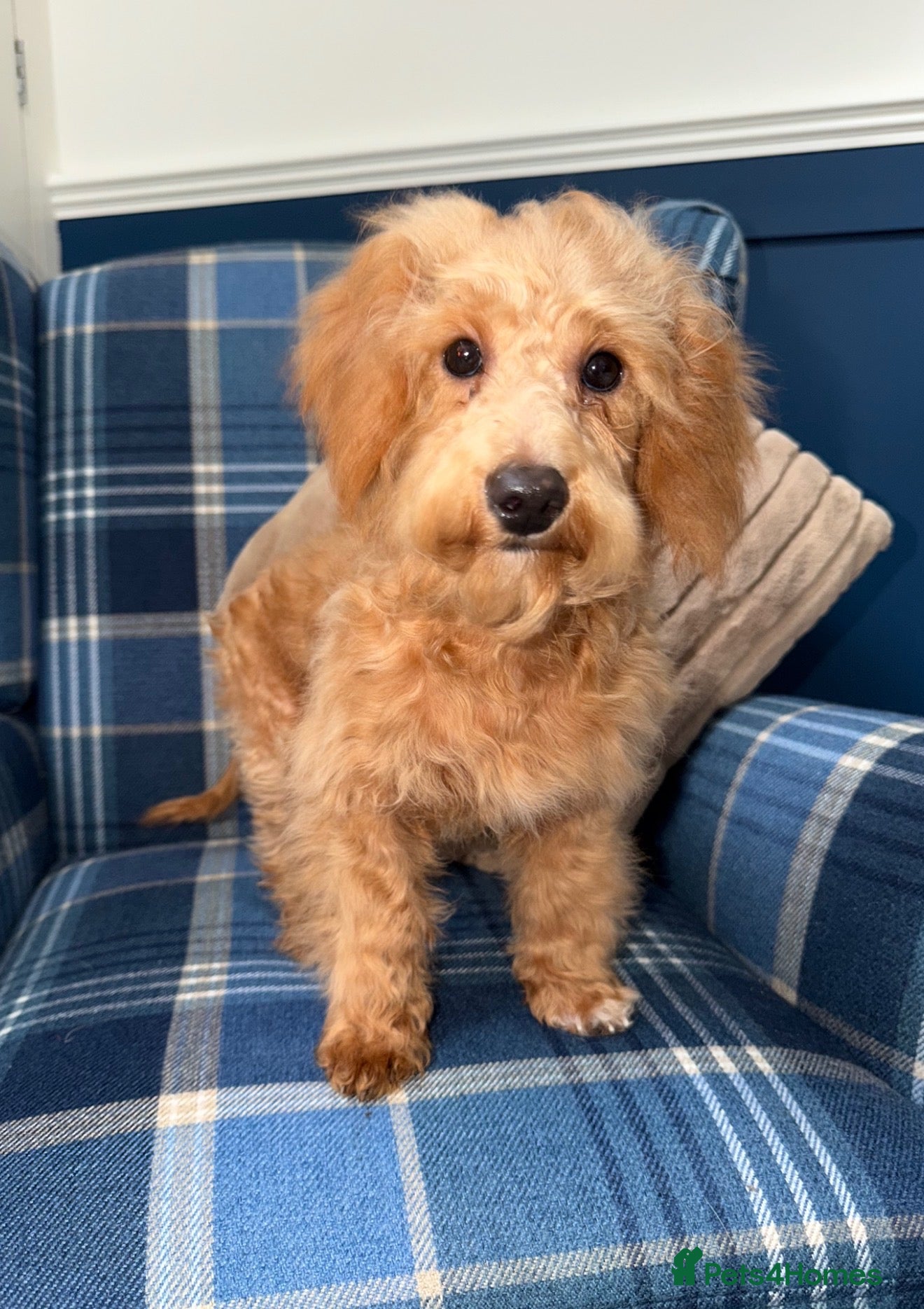 Shihpoo dogs 🩷Beautiful Shihpoo Puppies READY NOW 🧡 - Advert 2