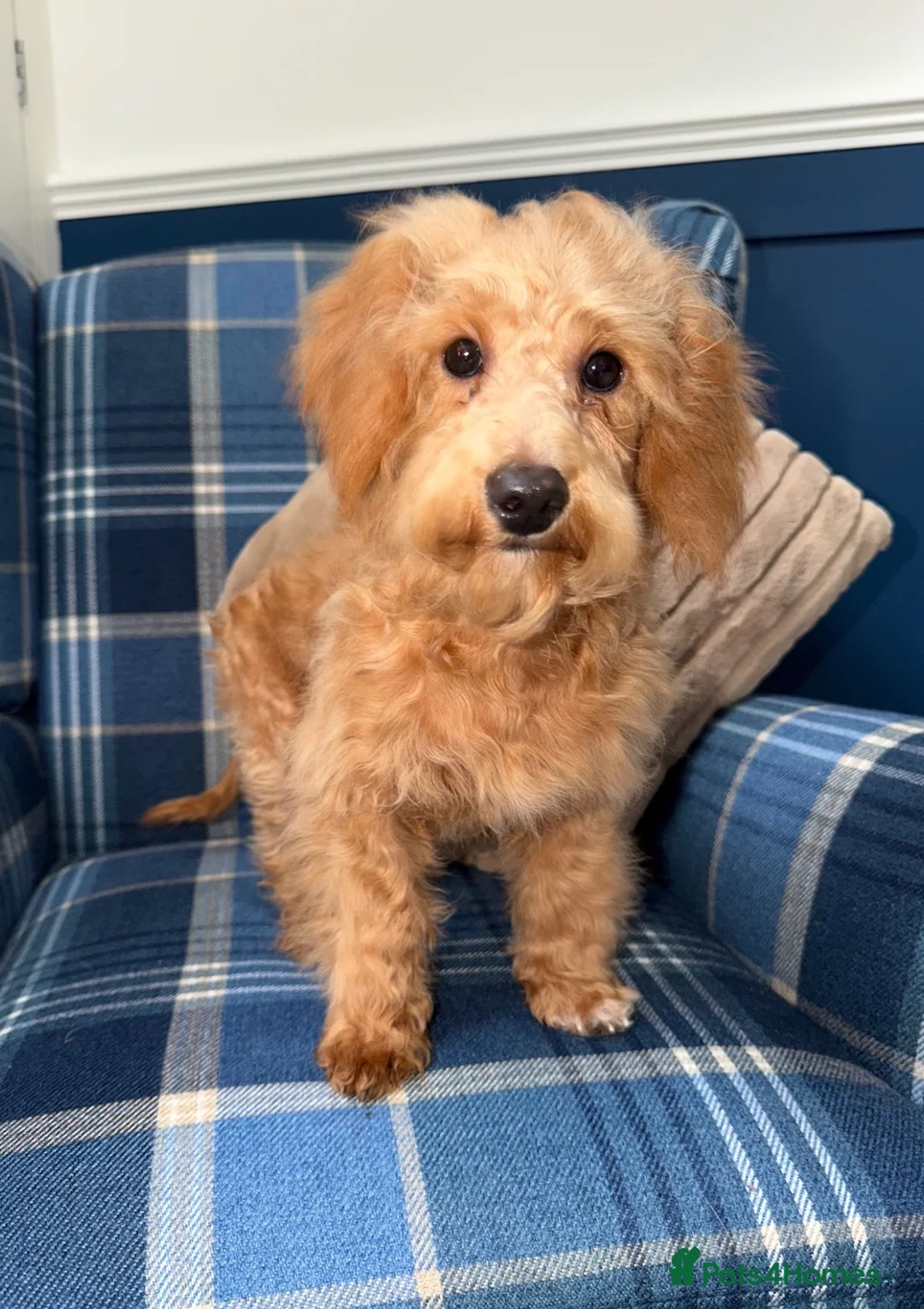 Shihpoo dogs for sale: 🩷Beautiful Shihpoo Puppies READY NOW 🧡 - Advert 1