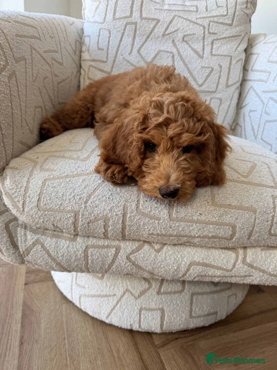 Cockapoo dogs for sale: 12 week old cockapoo  - Advert 2