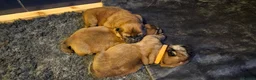 Chow Chow dogs for sale: Kc registered Chow chow puppies  - Advert 7