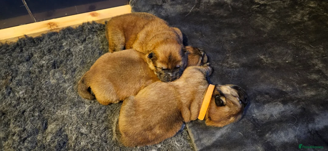 Chow Chow dogs for sale: Kc registered Chow chow puppies  - Advert 7