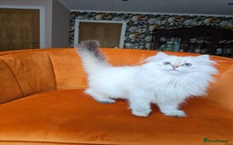 Scottish Fold cats for sale: Excellent Scottish straight girl ready to go in Erith - Image 21