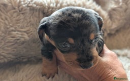 Dachshund dogs for sale: Dachshund puppys - Image 5
