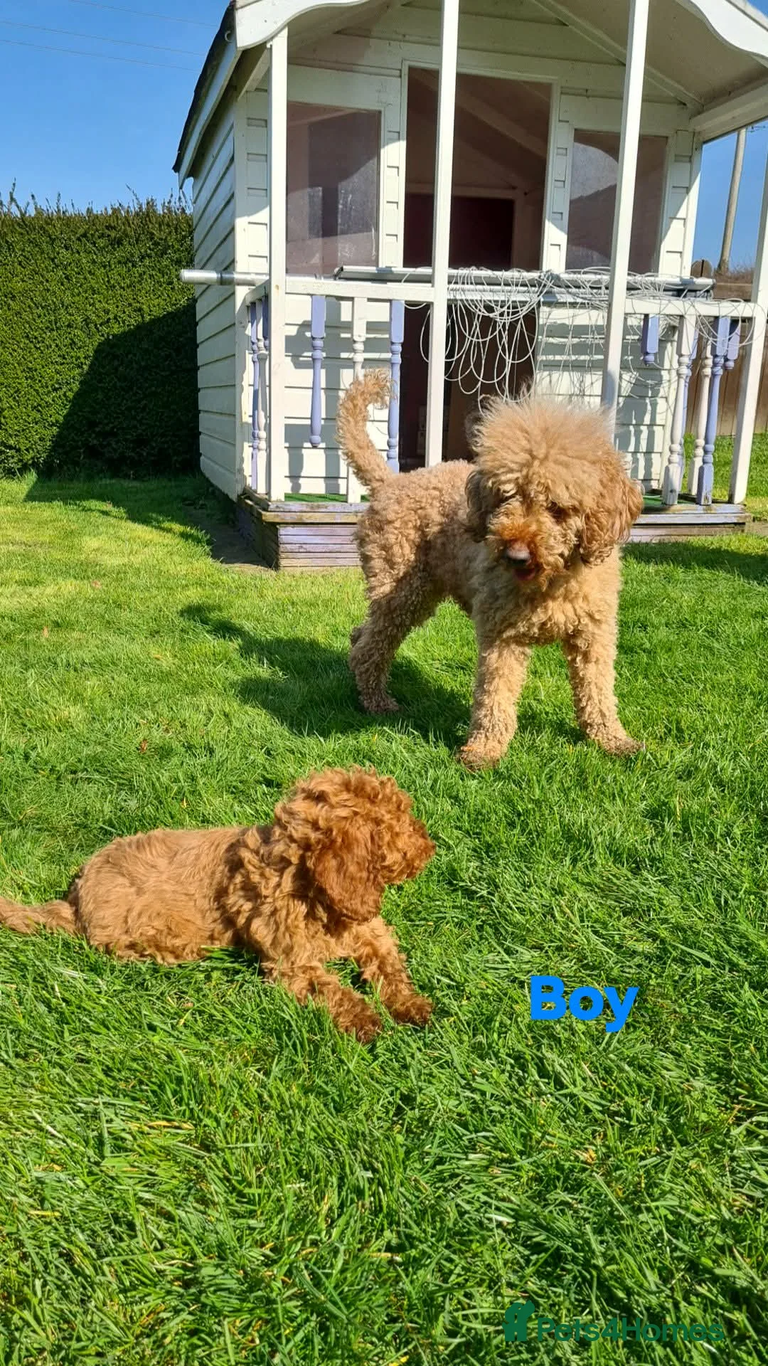 Miniature Poodle dogs for sale: Pure KC miniature poodles ready now! - Advert 2
