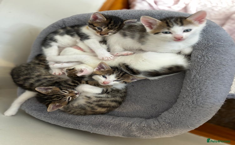 Domestic Shorthair cats - Advert 1