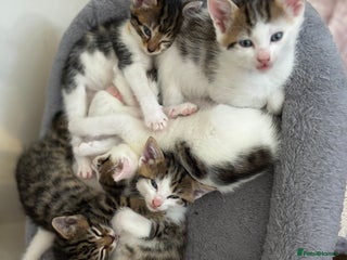 Domestic Shorthair cats - Advert 6