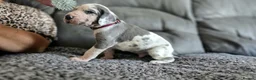 Great Dane dogs for sale: Exceptional Great Dane puppies 🐶  - Advert 23