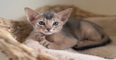 Abyssinian cats - Advert 1