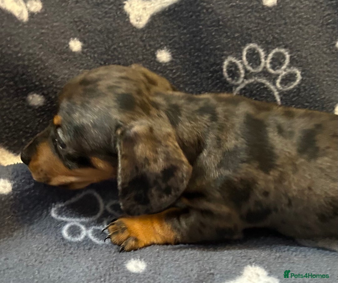 Miniature Dachshund dogs for sale: Stunning Miniature Dachshund Pups - Image 12