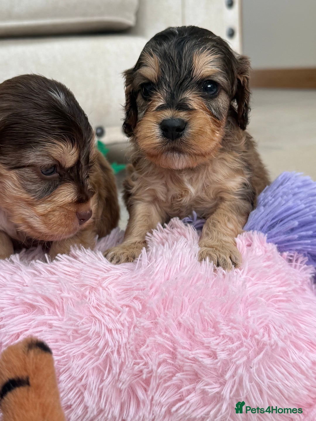 Labradoodle dogs for sale: Unique Stunning miniature doodles - Advert 20