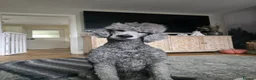 Standard Poodle dogs for sale: Handsome Silver Poodle Boy - Advert 6