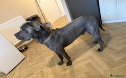 Cane Corso dogs for stud: Apollo - Image 3