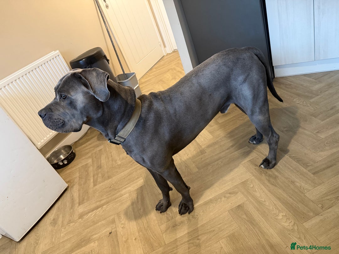 Cane Corso dogs for stud: Apollo - Image 3