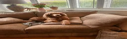 Standard Poodle dogs for sale: Beautiful Standard Poodle Puppies – Southampton  in Southampton - Advert 11