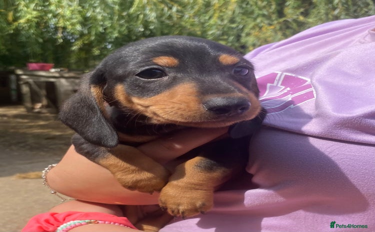 Miniature Dachshund dogs for sale - Advert 1