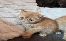 Exotic cats for sale: Super high quality Exotics - TICA reg pedigree - Image 3