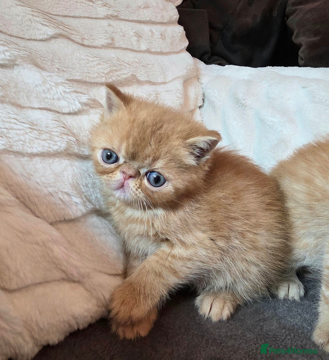 Exotic cats for sale: Super high quality Exotics - TICA reg pedigree - Image 3