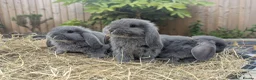 French Lop rabbits for sale: French Lop/Mini Lop ready from the 10th of June - Advert 6