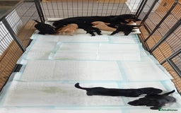 Cocker Spaniel dogs for sale: QUALITY COCKER SPANIAL PUPPIES VARIOUS COLOURS - Image 6