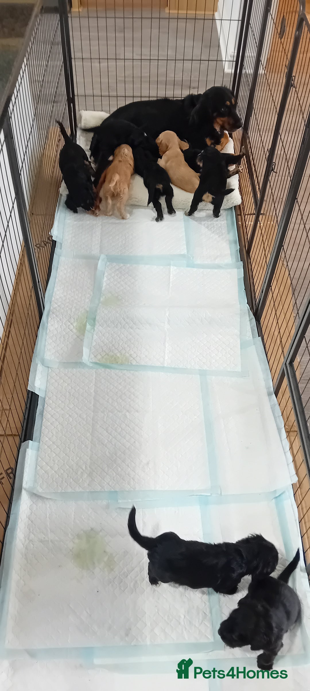 Cocker Spaniel dogs for sale: QUALITY COCKER SPANIAL PUPPIES VARIOUS COLOURS - Image 6