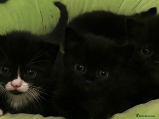 British Shorthair cats British Shorthair Cross Kittens - Advert 1