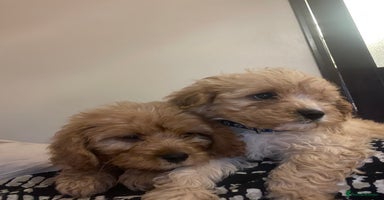 Cavapoo dogs - Advert 4