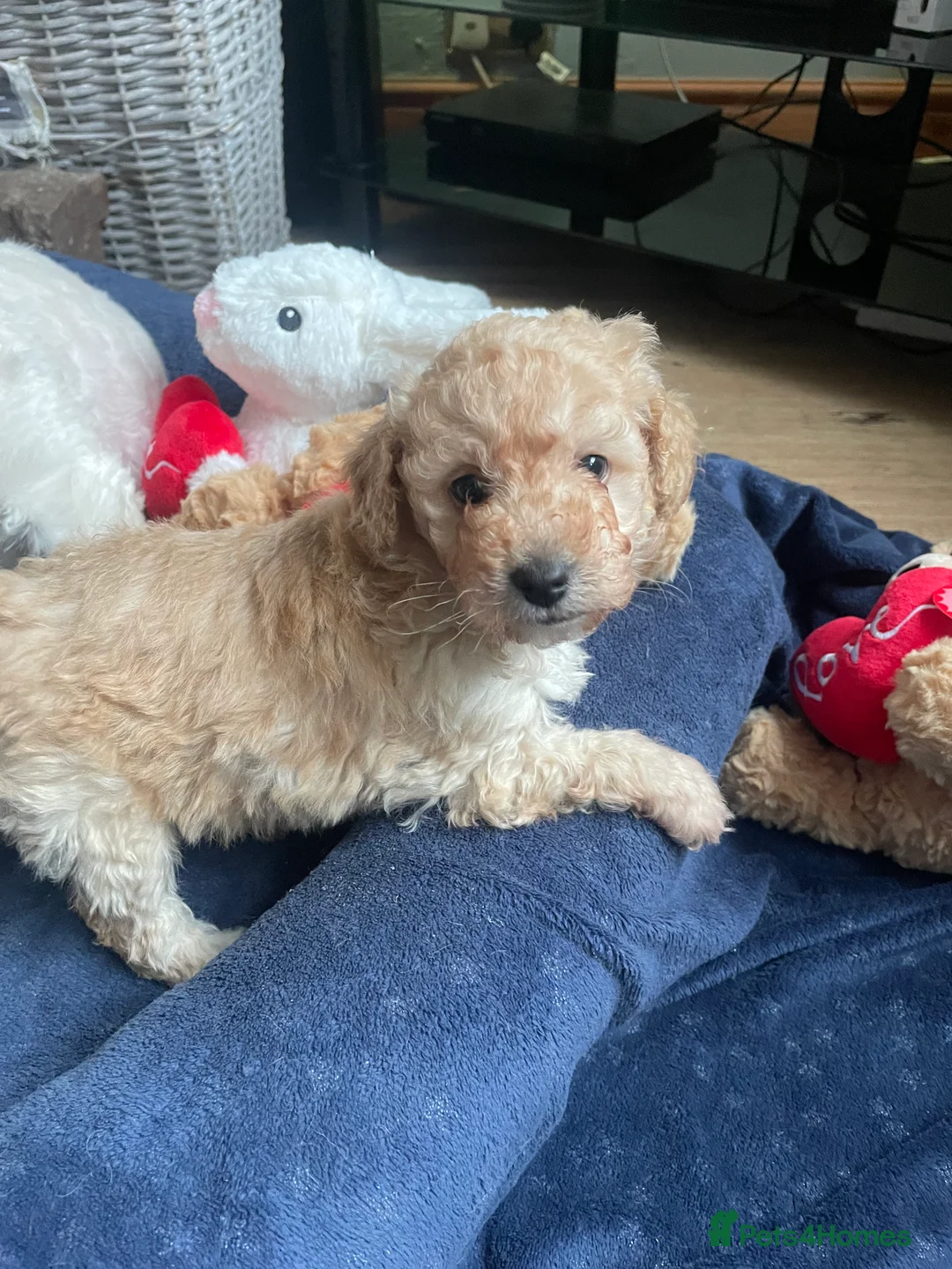 Cockapoo dogs for sale: F1B COCKAPOO PUPPY  - Advert 4