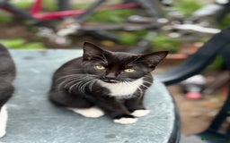 Mixed Breed cats for sale: black and white kittens - Image 6