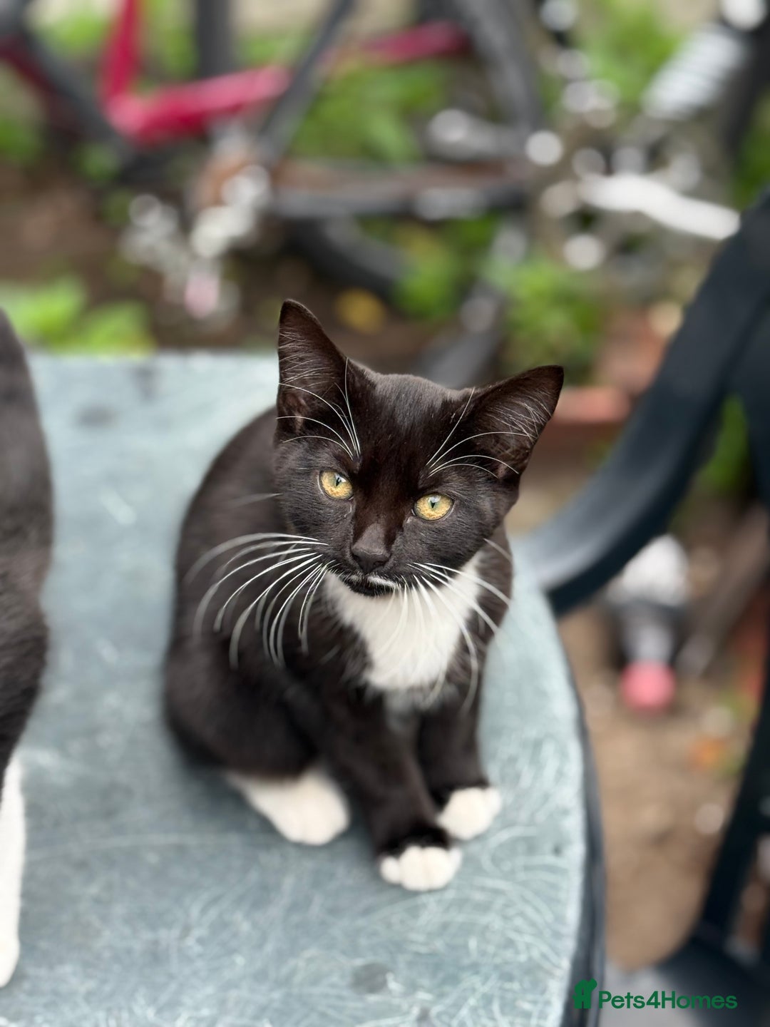 Mixed Breed cats for sale: black and white kittens - Image 6