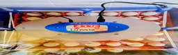 Mixed Breed birds for sale: Borotto Lumia 56 INCUBATOR  - Advert 2