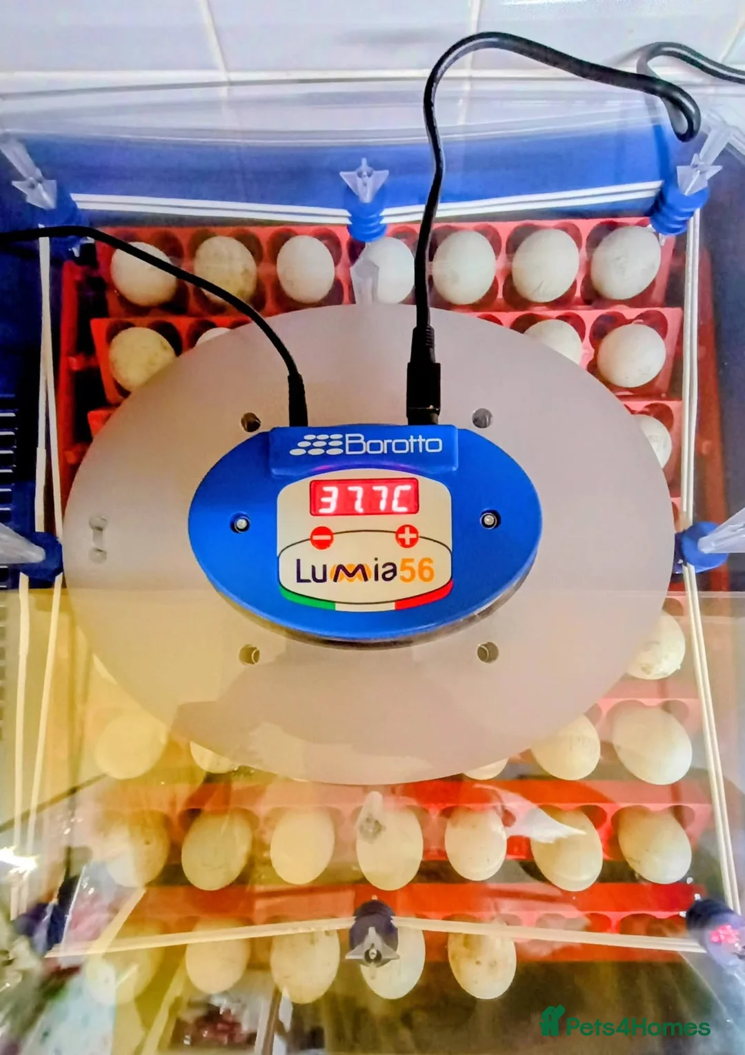 Mixed Breed birds for sale: Borotto Lumia 56 INCUBATOR  - Advert 2